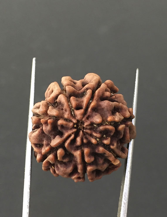 7 Mukhi Certified Nepali Rudraksha Size- 23.4 mm